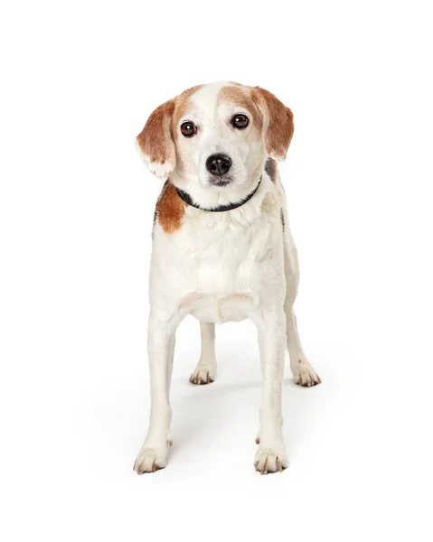 Beagle incrocio cane in piedi di fronte in avanti — Foto Stock