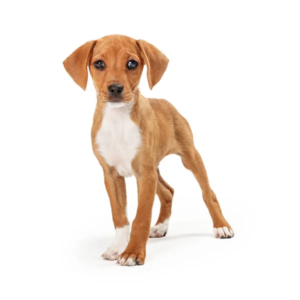 Cane cagnolino bruno e bianco attento — Foto Stock