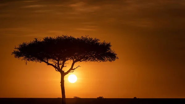 Bella silhouette dell'albero del tramonto africano dorato — Foto Stock