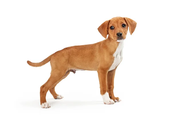 Brun liten blandras hund stående sida — Stockfoto