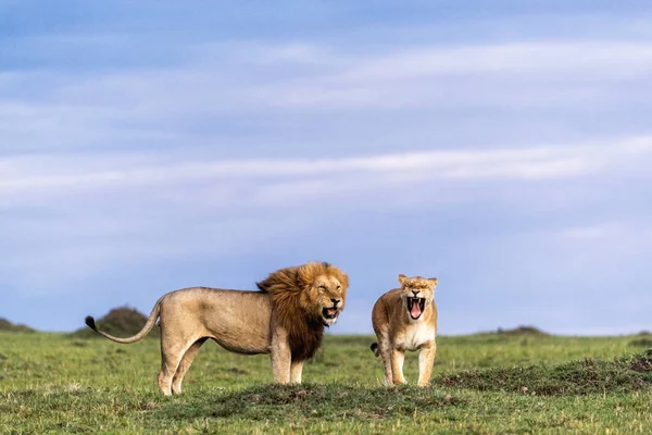León africano y leona juntos bostezando — Foto de Stock