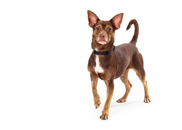 Brown Chihuahua stående blickar framåt — Stockfoto