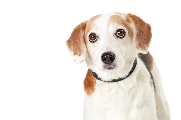 Closeup of Beagle mixed breeed dog — Stock Photo, Image