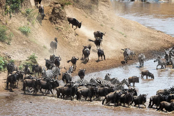 Chaotic Wildlife River Crossing in Kenya — Stock fotografie