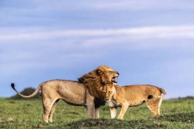 Aslan ve Aslan Kadın Şefkat Gösteriyorlar