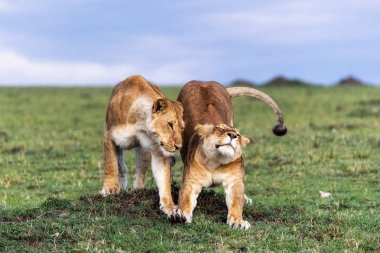 İki Afrikalı Dişi Aslan Birlikte Geriniyor 