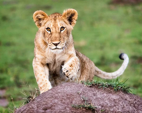Aranyos kíváncsi afrikai oroszlán kölyök — Stock Fotó