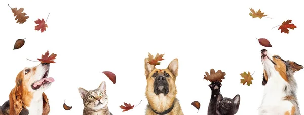 Perros y gatos con hojas de otoño que caen — Foto de Stock