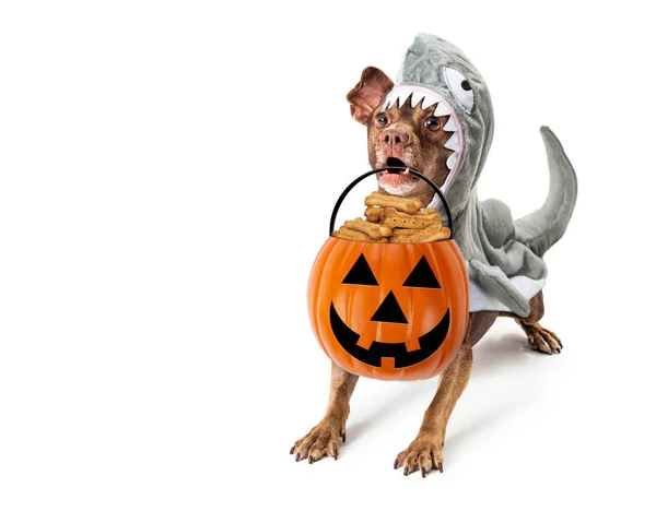Hond in haai Halloween kostuum truc-of-traktatie — Stockfoto