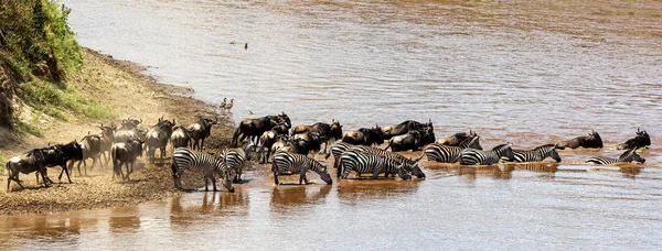 Velký webový prapor Wildebeest a Zebra — Stock fotografie