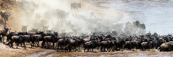 Cena empoeirada de gnus atravessando o rio Mara — Fotografia de Stock