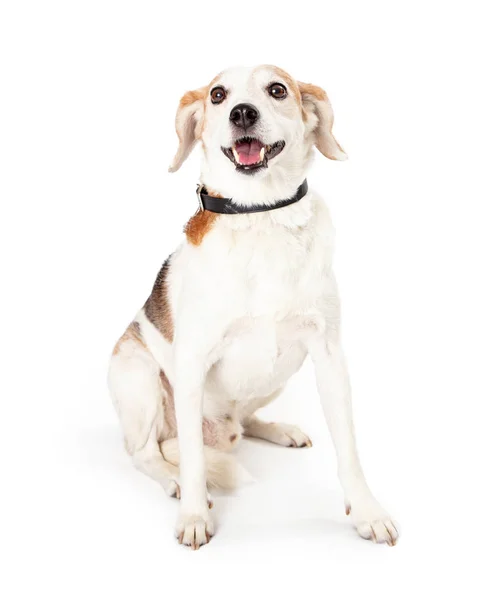 Happy Smiling Beagle Mixed Breed Dog Sitting — Stock Photo, Image