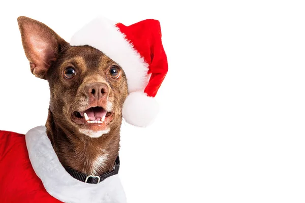 Joyful Christmas Santa Claus Dog — Stock Photo, Image