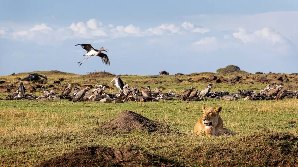 Lioneess With Crowd of Vultures in Background — Stock Photo, Image