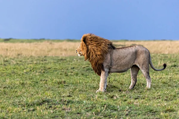 Mannelijk Afrikaans leeuwenprofiel in Afrika — Stockfoto