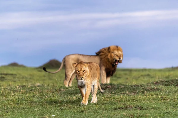 Leone che si allontana dal leone maschio — Foto Stock