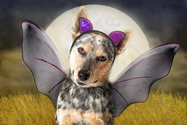Dog in Spooky Bat Halloween Costume — Zdjęcie stockowe