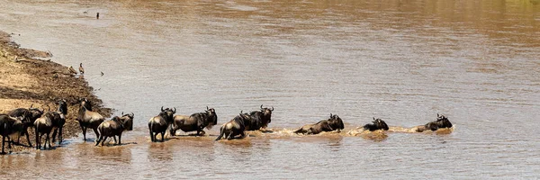 Reihe von Gnus schwimmt über den Mara-Fluss — Stockfoto