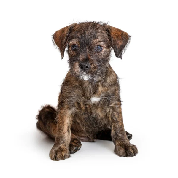 Small Mixed Breed Brindle Puppy Dog — Stock Photo, Image