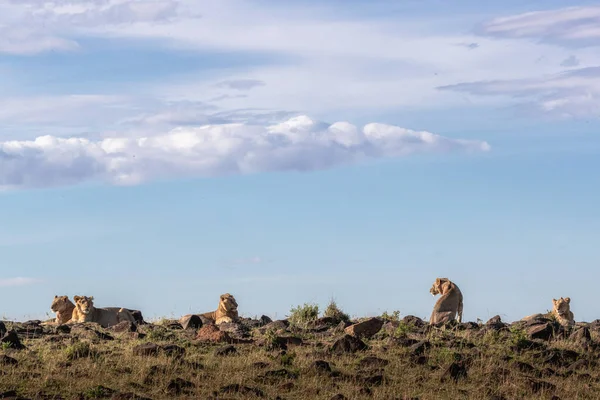 ความภูมิใจของสิงโตหนุ่มในเคนย่า แอฟริกา — ภาพถ่ายสต็อก