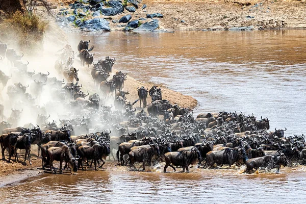 Estampida de ñus y manadas de cebra — Foto de Stock