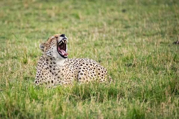 Tired Cheetah Lying Down Yawning — Stock Photo, Image