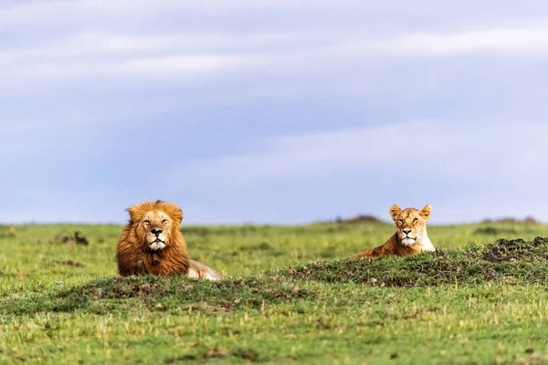 Férfi és női oroszlánok itt: Kenya Afrika — Stock Fotó