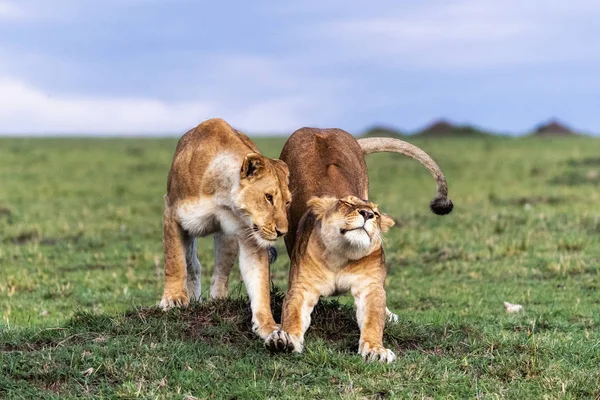 Deux lionnes africaines ensemble étirant — Photo