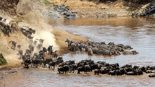 Wildebeest a Zebra migrace přes řeku Mara — Stock fotografie