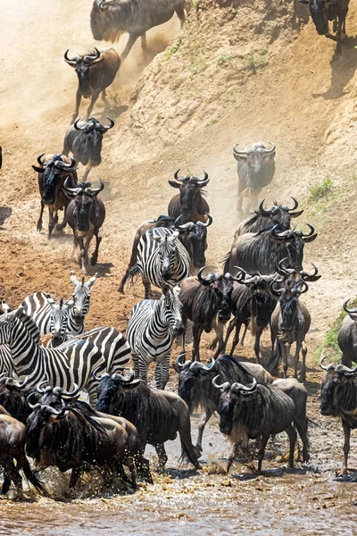 Wildebeest i Zebra biegną nad brzegiem rzeki Mara — Zdjęcie stockowe