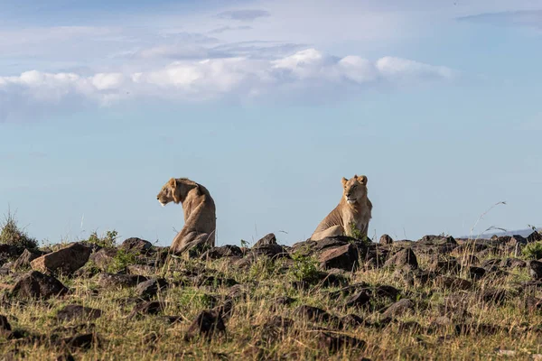 Dos jóvenes leones masculinos en Kenya Horizon —  Fotos de Stock