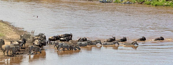 Zebra en gnoes samen over de Mara rivier — Stockfoto