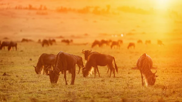 Wildebeest Grazing ที่โกลเด้นซันเซ็ต — ภาพถ่ายสต็อก