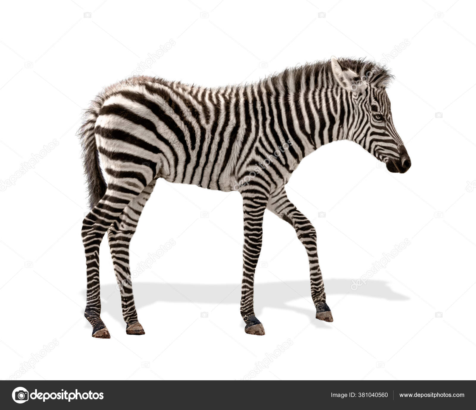 스튜디오에서는 배경에 고립되어 오른쪽을 향하여 얼룩말 새끼를 촬영하였다 — 스톡 사진 © adogslifephoto #381040560, image size:1600x1380