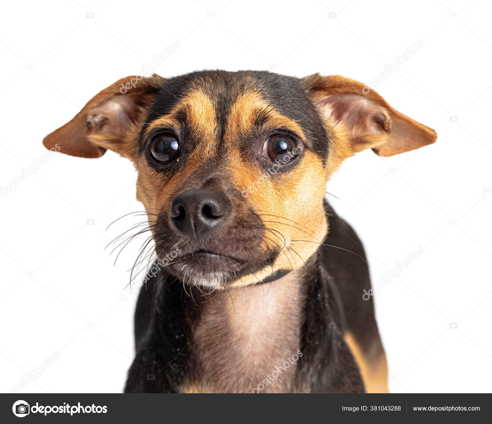 Calm Down How To Calm A Jack Russell Terrier Closeup Calm Cute