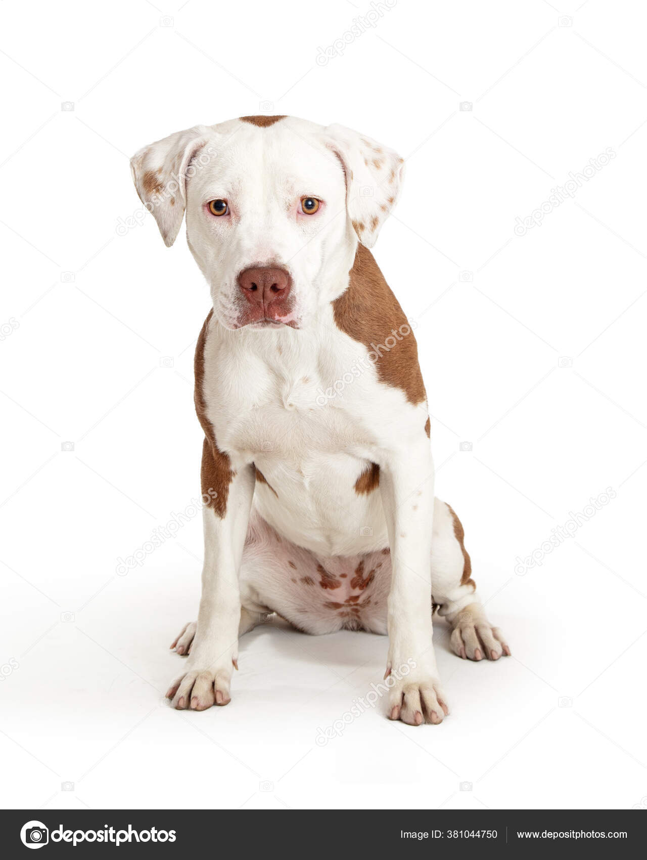 Cute White Pet Pit Bull Dog Brown Patches Looks Sad — Stock Photo ©  adogslifephoto #381044750, image size:1280x1700