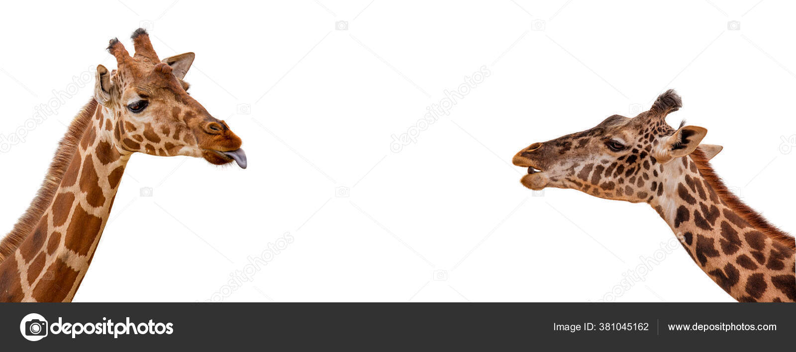 Closeup Neck Head Two Funny Giraffes Facing Each Other Sticking — Stock  Photo © adogslifephoto #381045162, image size:1600x709