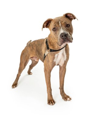 Pet Pit Bull dog calmly tilts head and listens as he looks at camera isolated against white background clipart