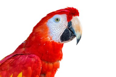 Kırmızı papağan kuşu beyaz arka plana karşı stüdyoda yan profil çekiminde yüzünü gösterir.