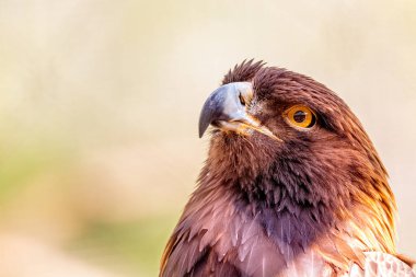 Yeşil yapraklar ve ağaçlardan oluşan bulanık bir arka plan ortamına bakan bir Altın Kartal kuşunun yakın çekimi..