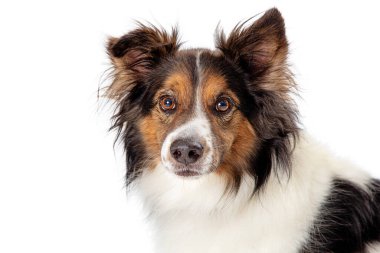 Shetland Çoban Köpeği bembeyaz arka planda sakince izole bir şekilde dikilirken kameradan biraz uzaklaşıyor.