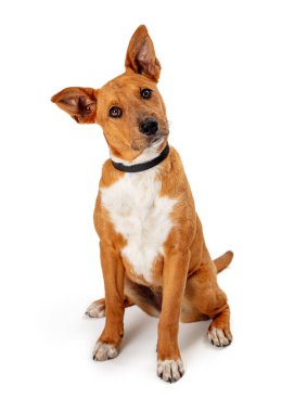 Sevimli kahverengi ve beyaz köpek, izole edilmiş beyaz stüdyo arka planına karşı otururken dikkatle dinlerken başını eğiyor.