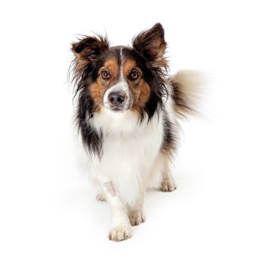 Evcil Shetland Çoban Köpeği kameradan biraz uzak duruyor ve bir pençesini diğerinin önüne koyuyor sanki sakince beyaz arka planda yürüyormuş gibi.