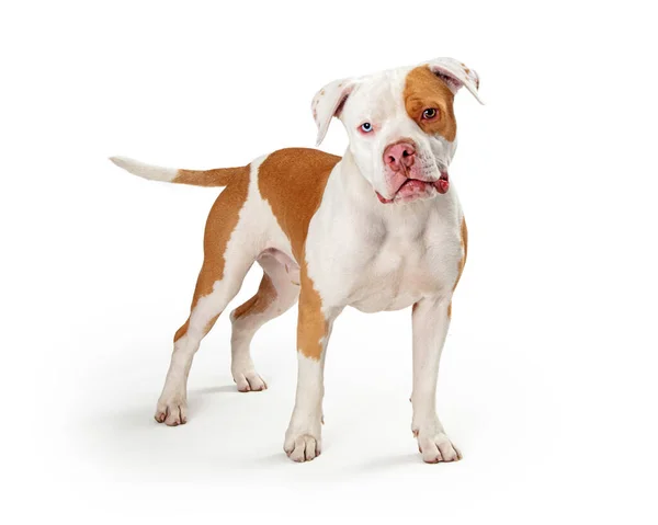 Çok Renkli Gözleri Olan Evcil Pitbull Köpeği Başını Eğiyor Dikkatle — Stok fotoğraf