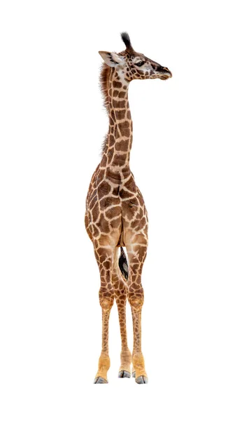Симпатична Молода Дитина Жираф Теля Стоїть Вперед Повертаючи Голову Щоб — стокове фото