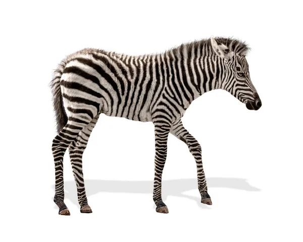 Studioaufnahme Eines Zebrababys Das Nach Rechts Blickt Und Isoliert Auf — Stockfoto