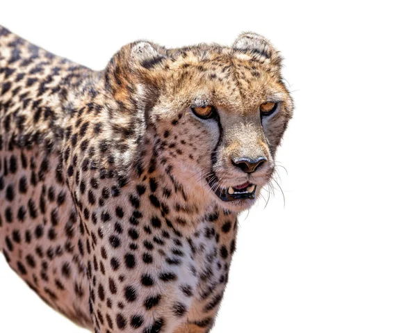 Studio closeup cropped shot of wild cheetah animal with mouth open and bearing teeth as if he is on the prowl