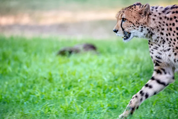 Lone Cheetah Outdoors Natural Environment Faces Left Walks Frame Green — Stock Photo, Image