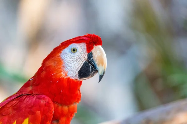 Pet scarlet macaw bird sits outside on a tree branch in natural environment and faces right in side profile shot