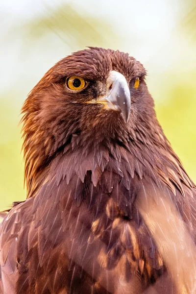 Primer Plano Pájaro Águila Dorada Mirando Derecha Contra Ambiente Fondo —  Fotos de Stock